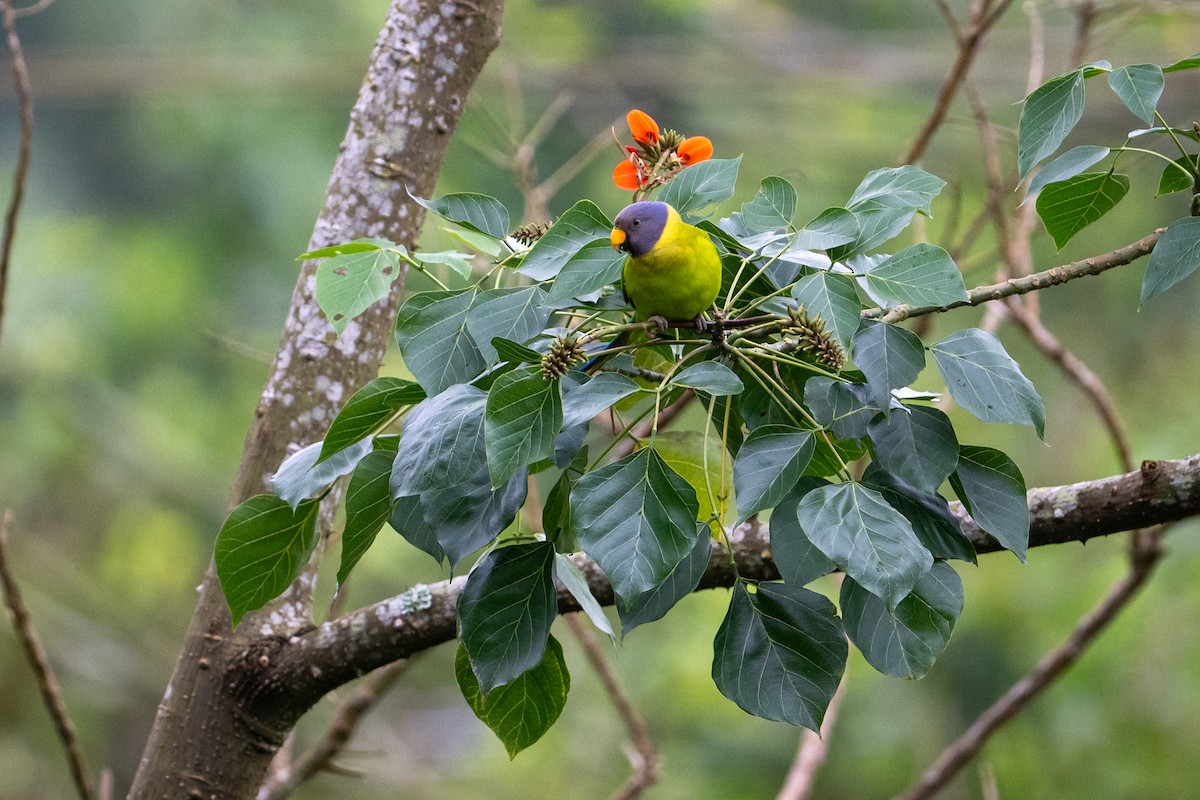 Plum-headed Parakeet - ML645763958