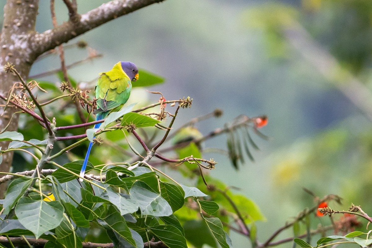 Plum-headed Parakeet - ML645763959