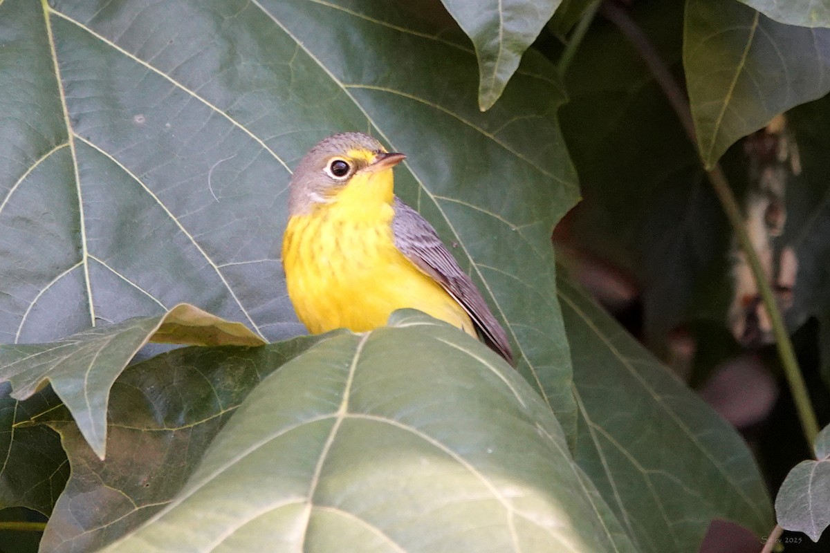 Canada Warbler - ML645763961