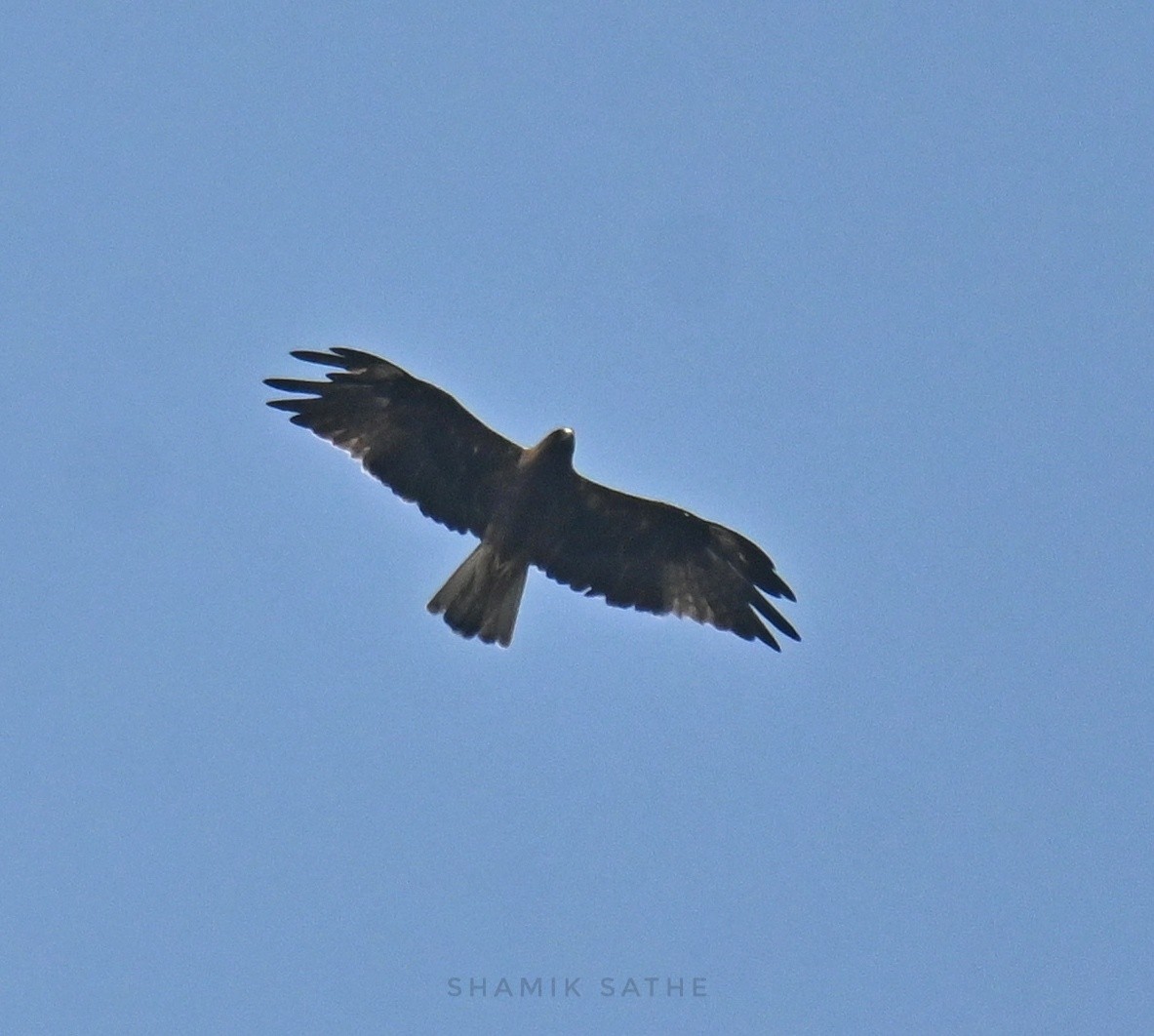 Booted Eagle - ML645763966