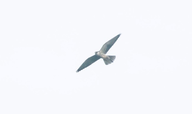 Amur Falcon - ML645763973