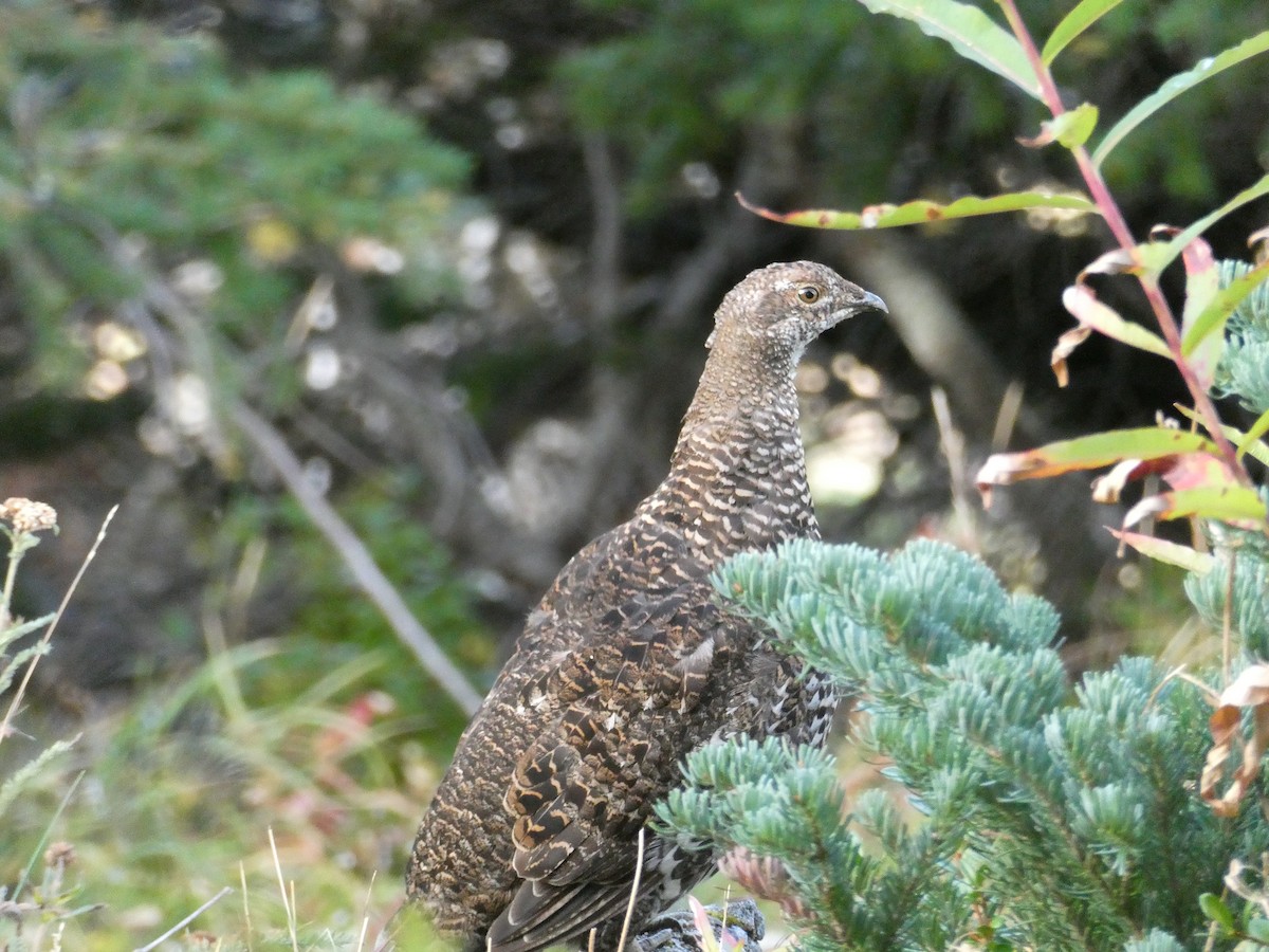 Sooty Grouse - ML645763974