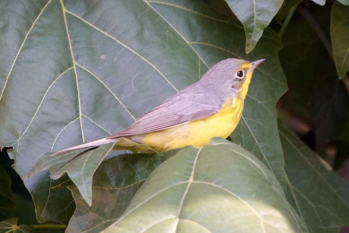 Canada Warbler - ML645763976