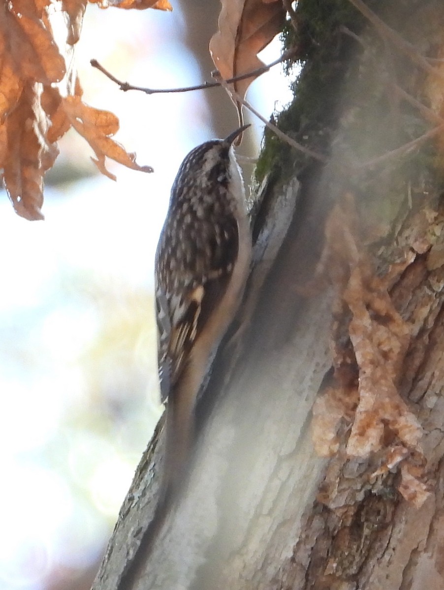 Brown Creeper - ML645763979