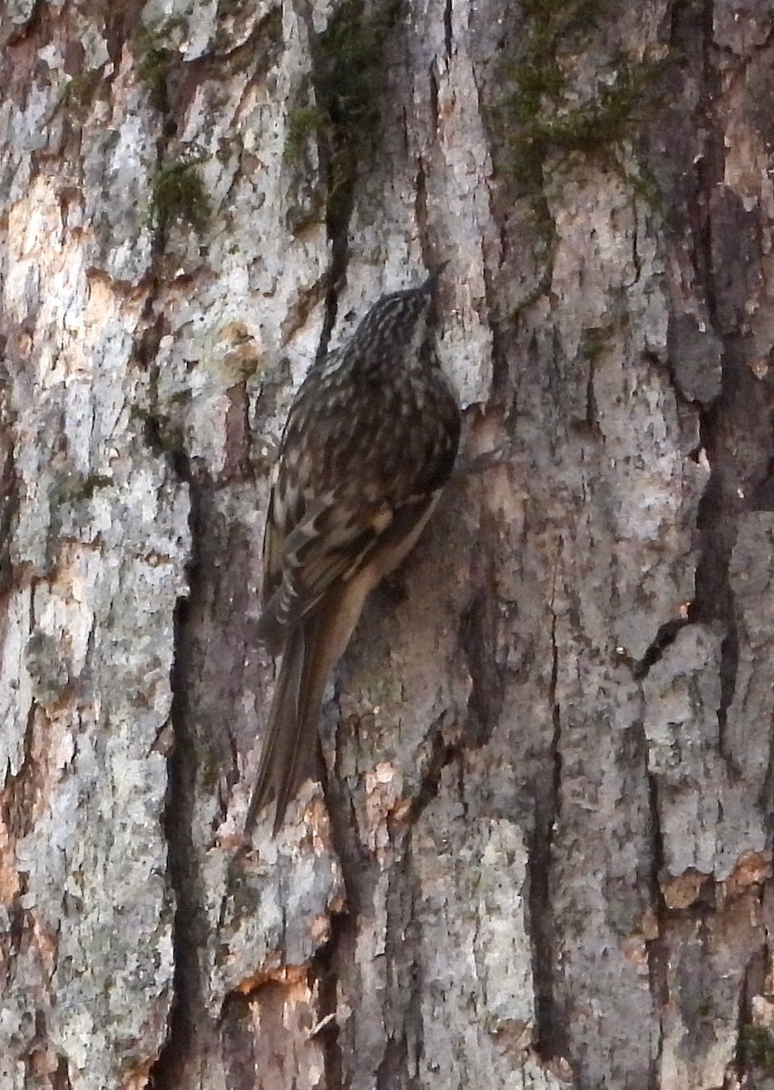 Brown Creeper - ML645763980