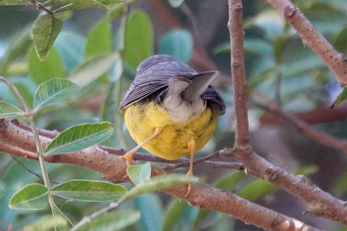 Canada Warbler - ML645763982