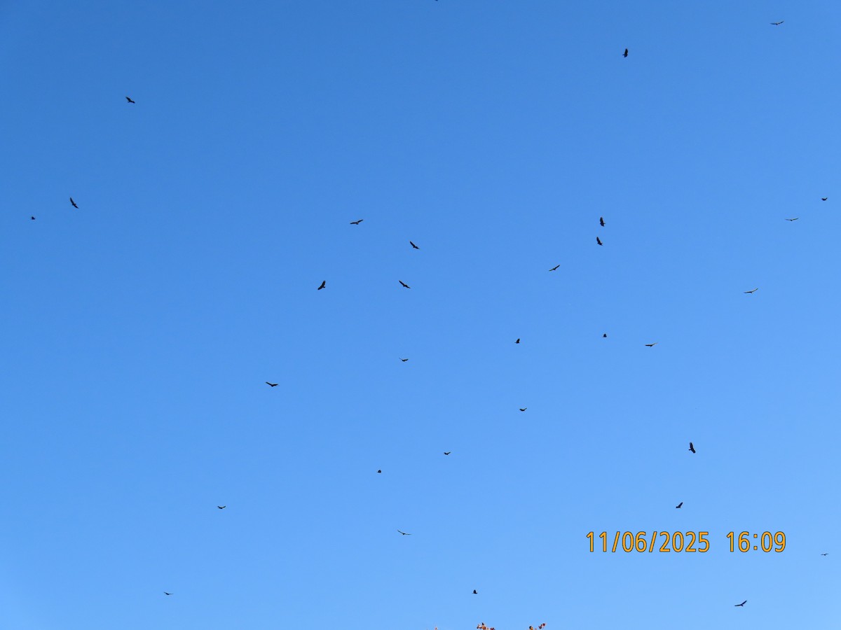 ヒメコンドル - ML645763984