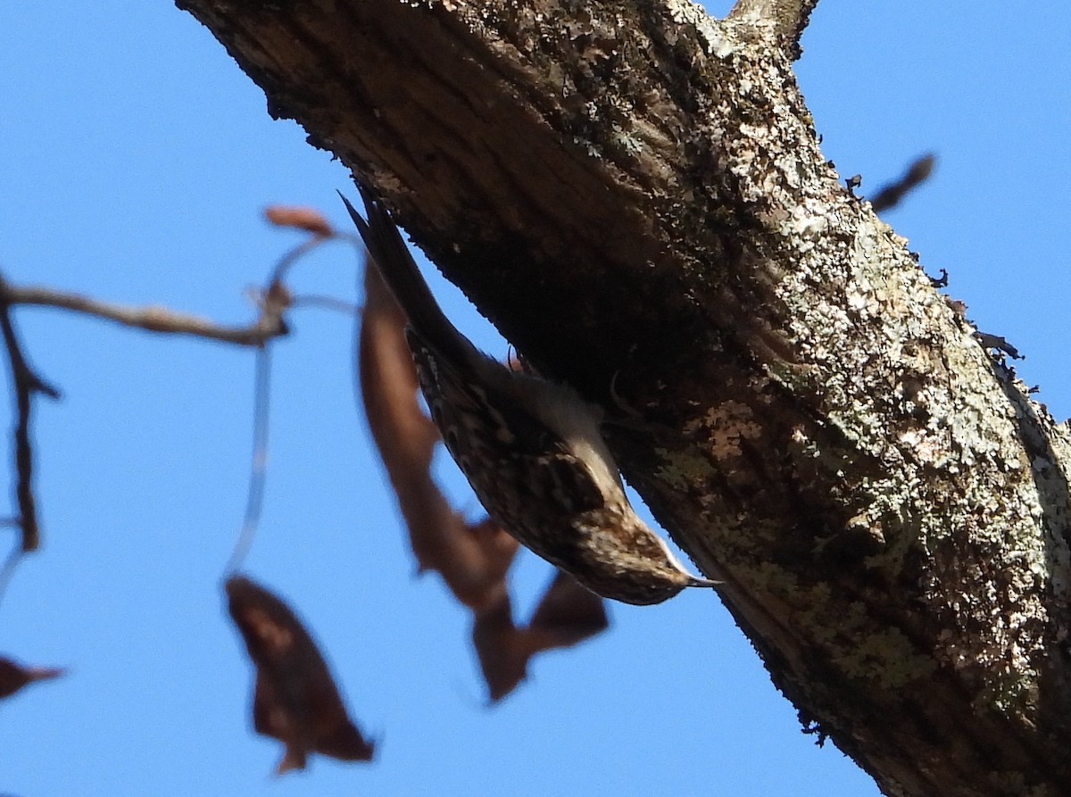 Brown Creeper - ML645763988