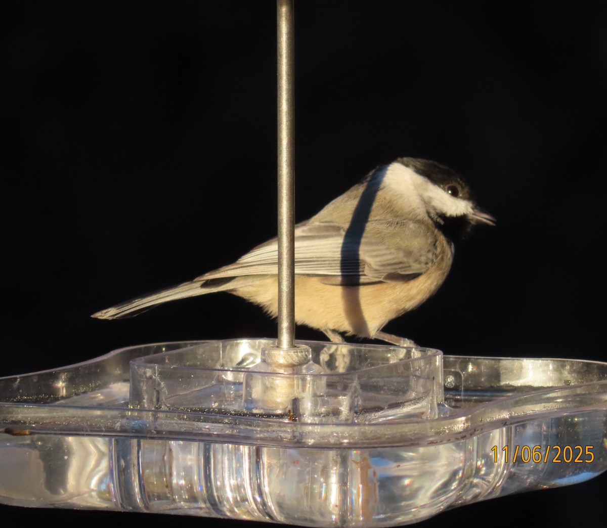 カロライナコガラ - ML645763996