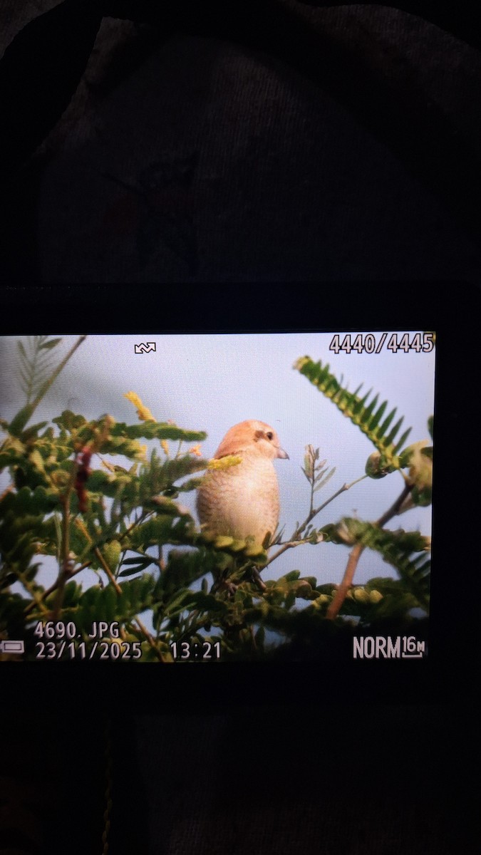 Brown Shrike (Brown) - ML645763998