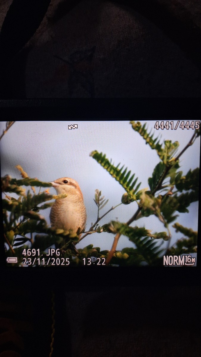 Brown Shrike (Brown) - ML645763999