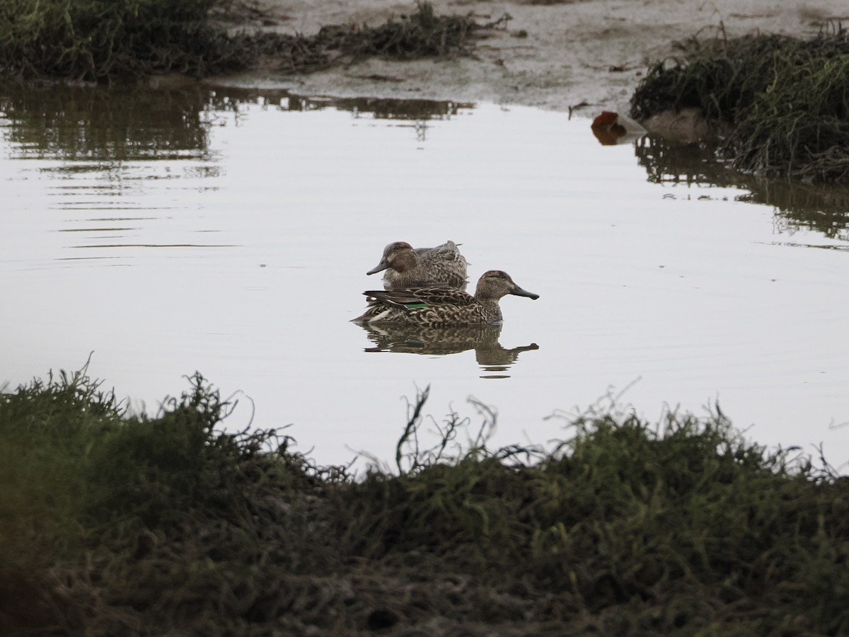 Green-winged Teal - ML645764000