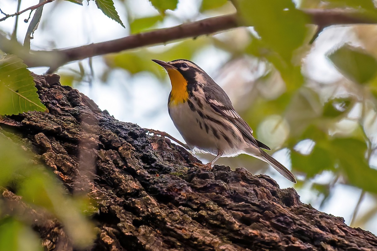 lesňáček zlatohrdlý - ML645764001