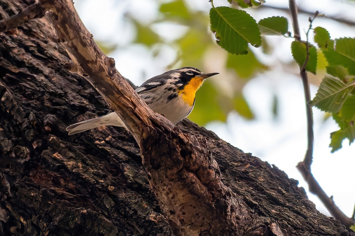 lesňáček zlatohrdlý - ML645764002