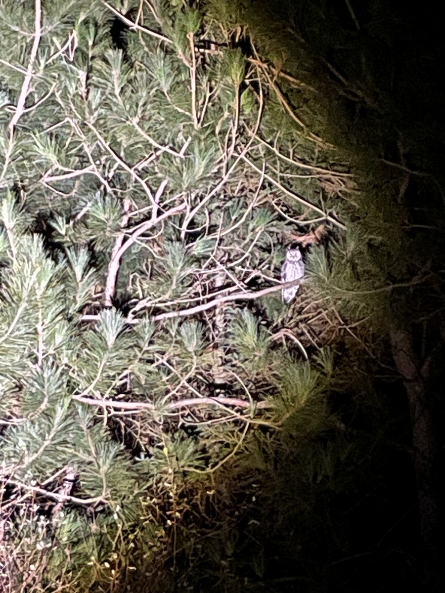 Long-eared Owl - ML645764005
