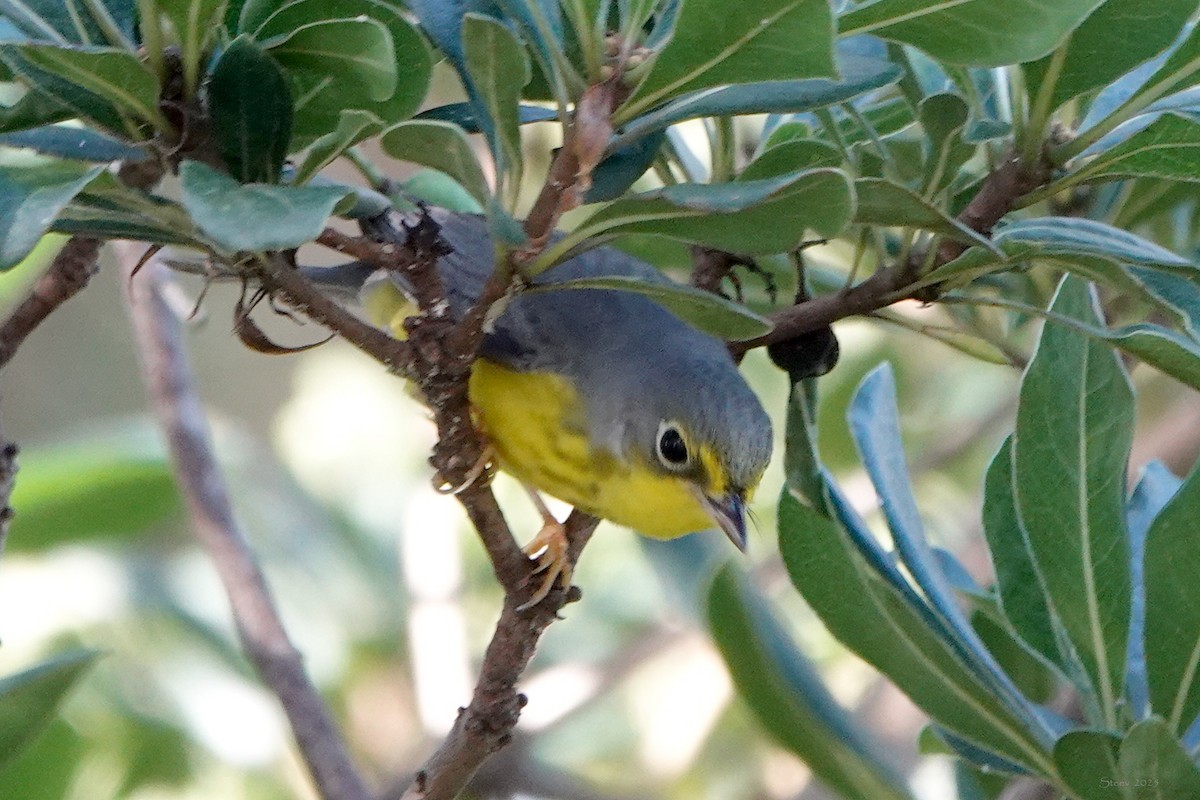 Canada Warbler - ML645764006