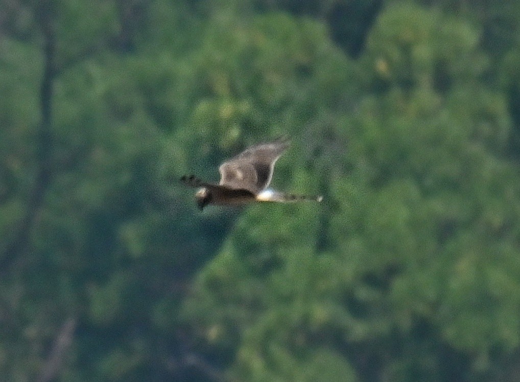 Aguilucho Papialbo - ML645764008