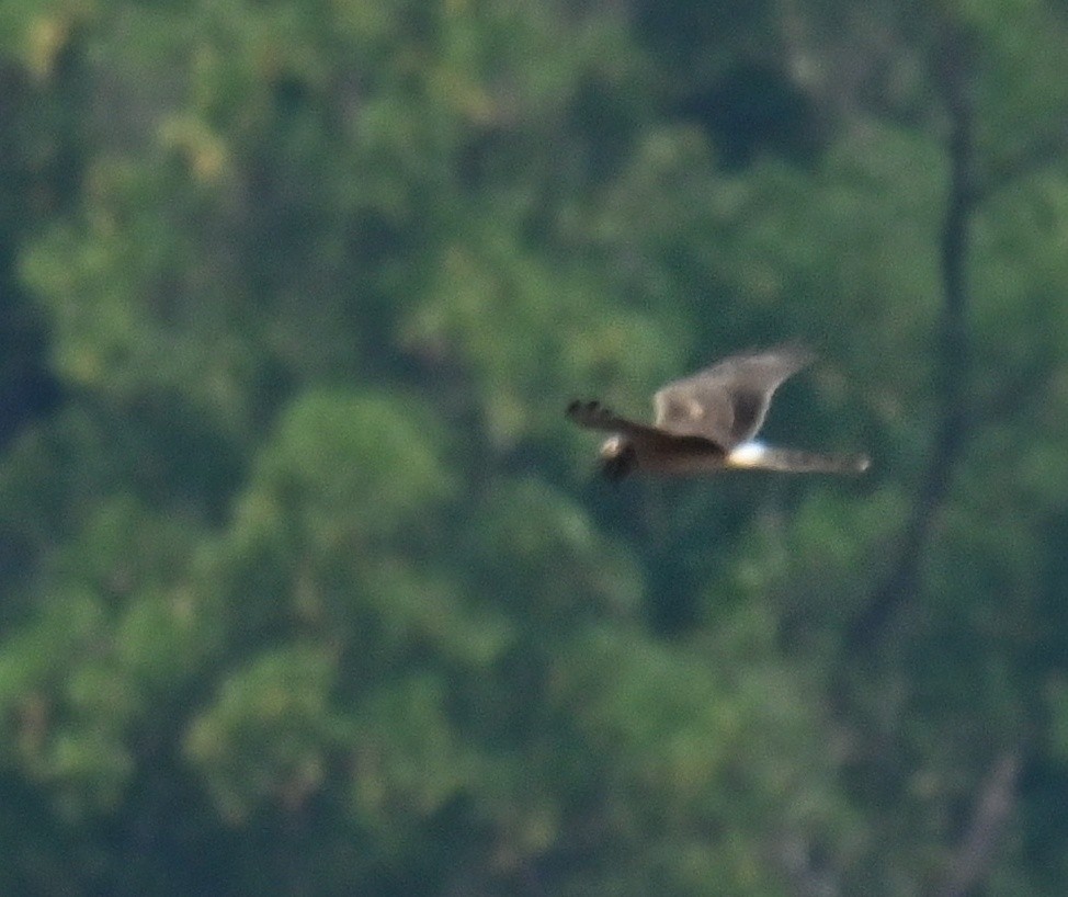 Aguilucho Papialbo - ML645764009