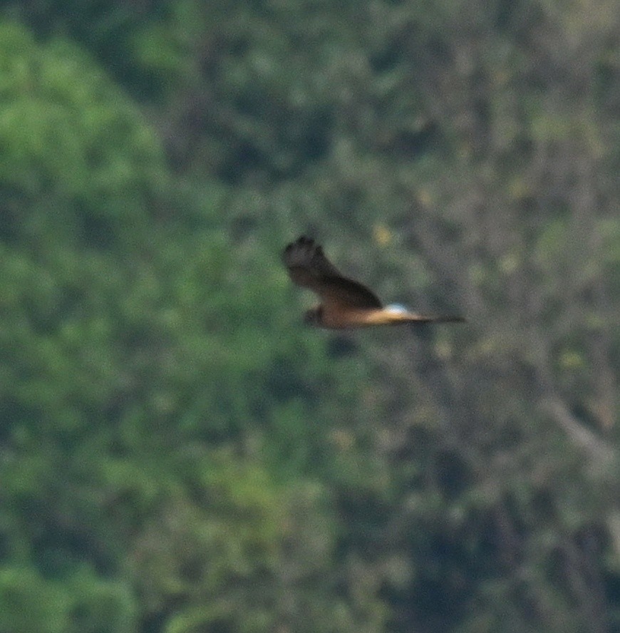 Aguilucho Papialbo - ML645764011