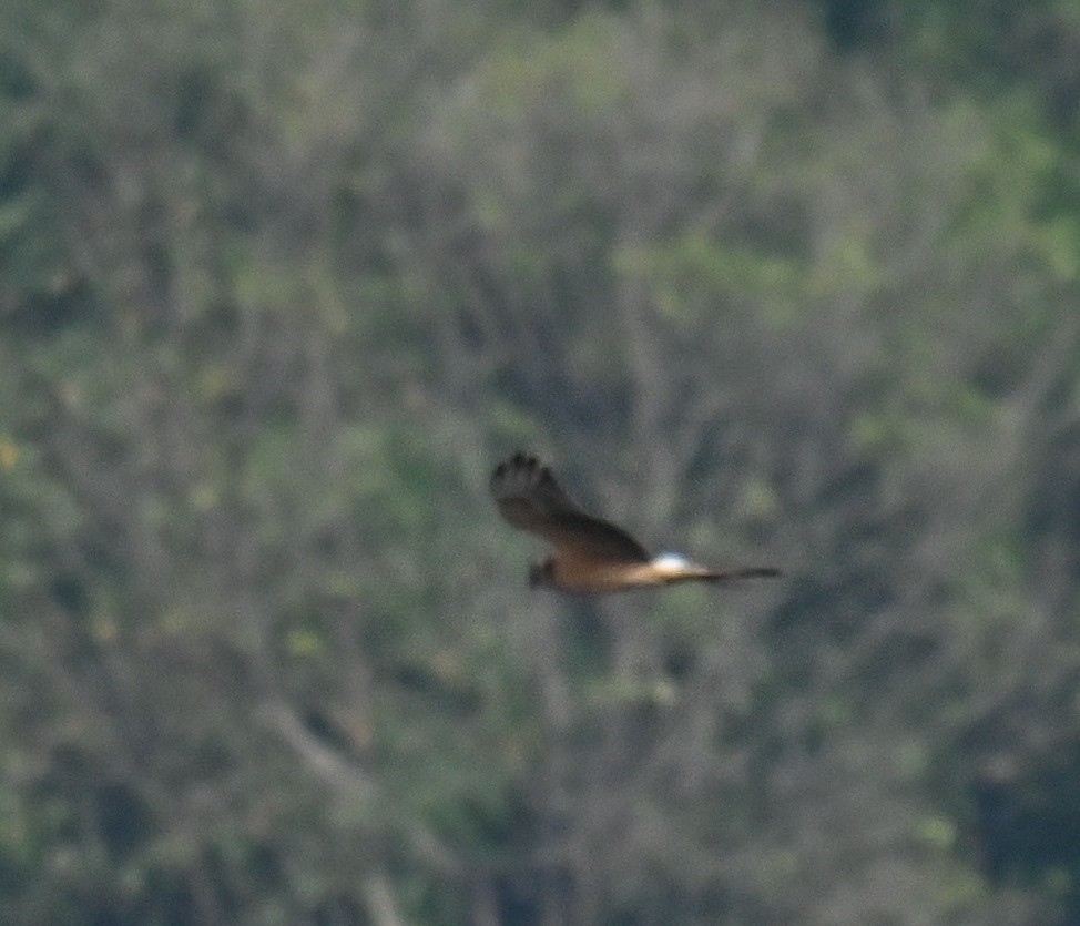 Aguilucho Papialbo - ML645764012