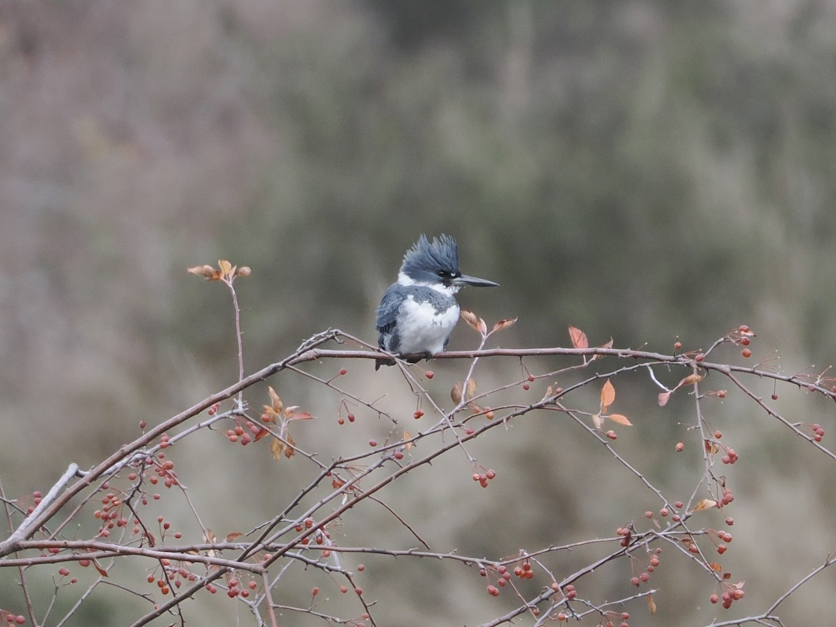 Belted Kingfisher - ML645764016