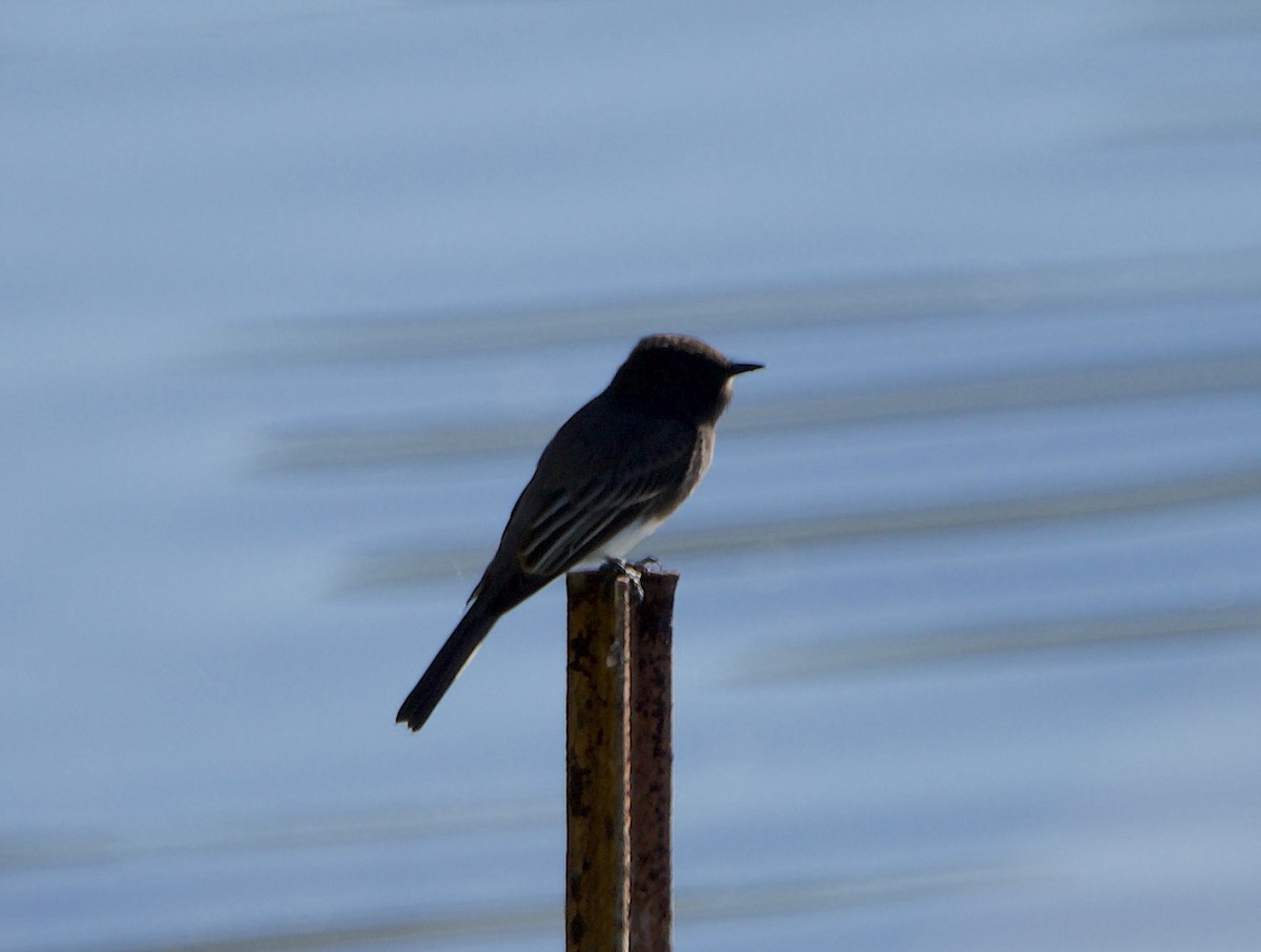 Mosquero Negro - ML645764018