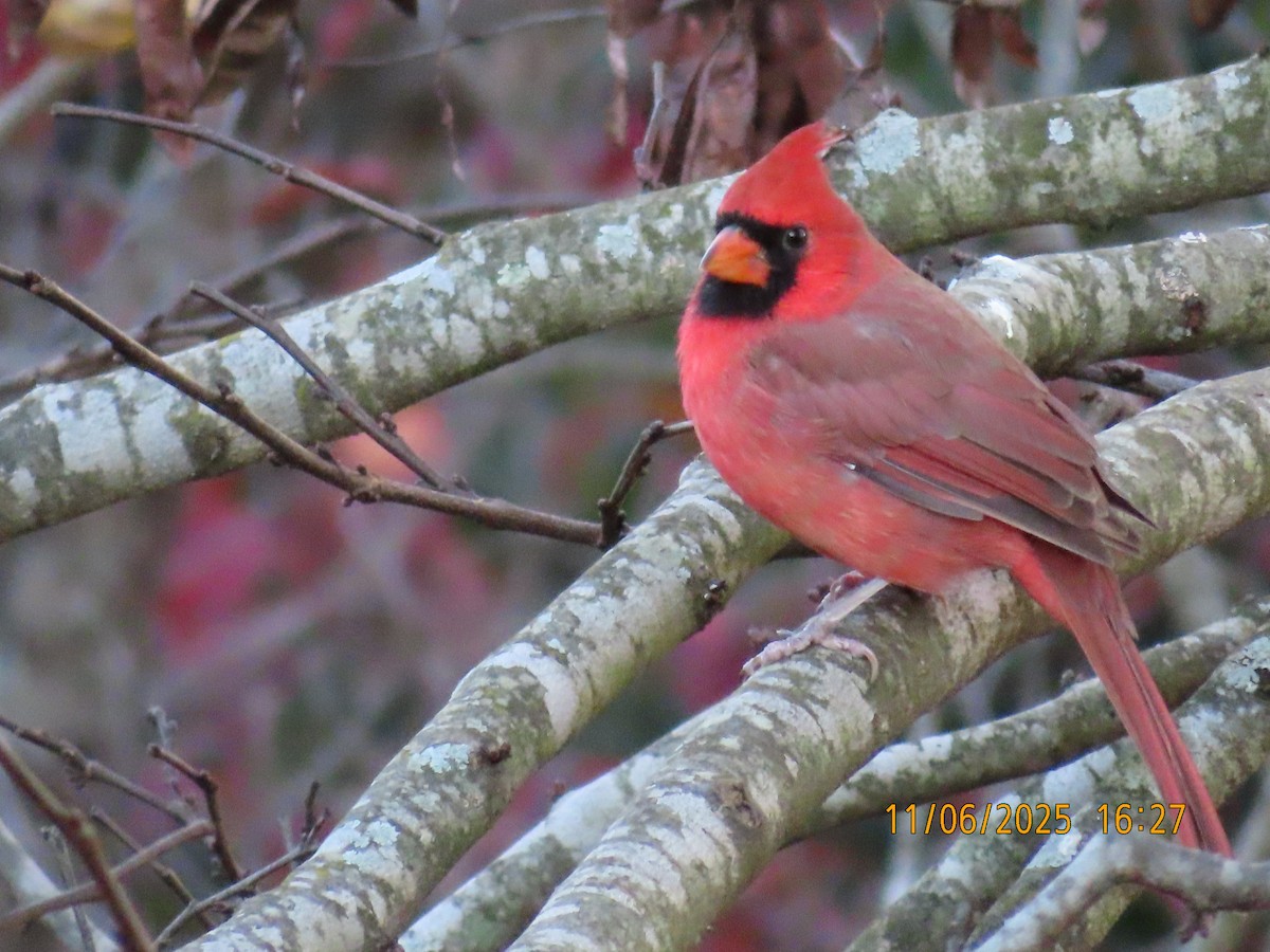 ショウジョウコウカンチョウ - ML645764019