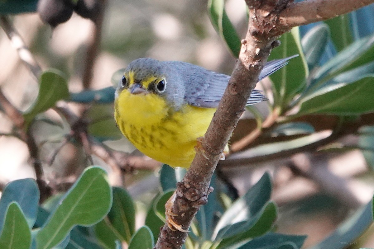 Canada Warbler - ML645764021