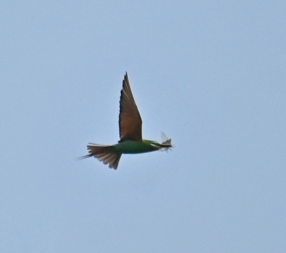 vlha modrolící - ML645764023