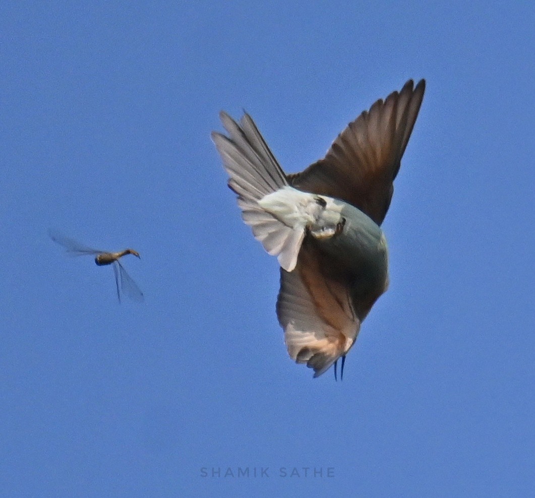 vlha modrolící - ML645764024