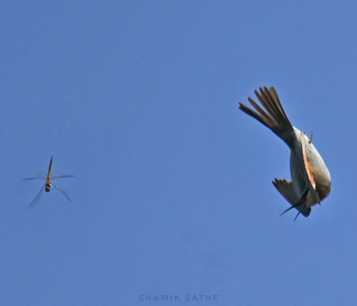 vlha modrolící - ML645764025