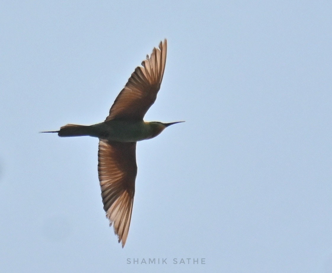 vlha modrolící - ML645764027