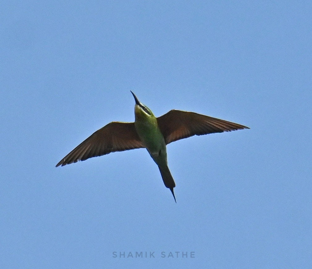 vlha modrolící - ML645764028