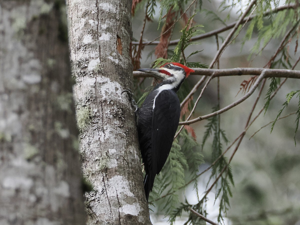 Pileated Woodpecker - ML645764033
