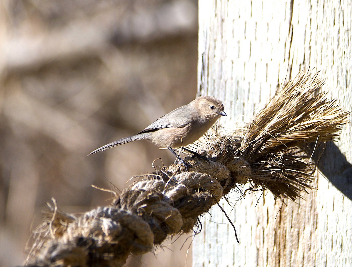 Mito Sastrecillo - ML645764034