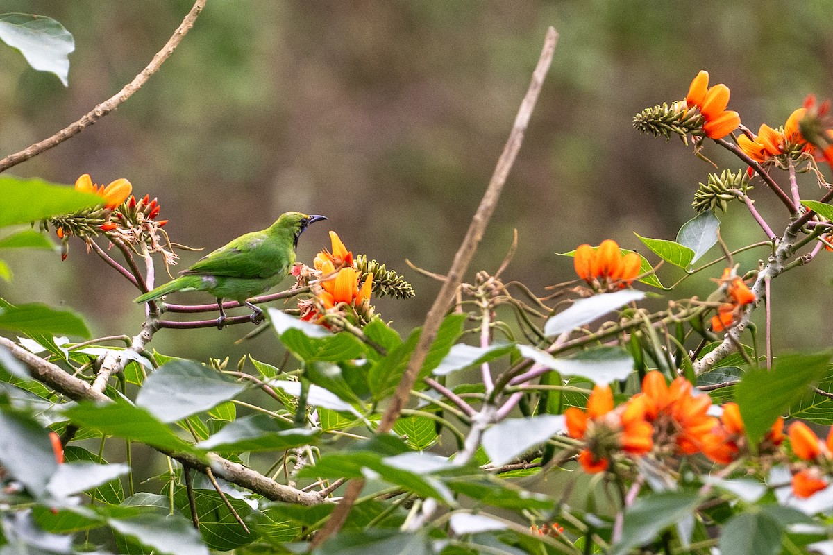 Золотолобая листовка - ML645764035