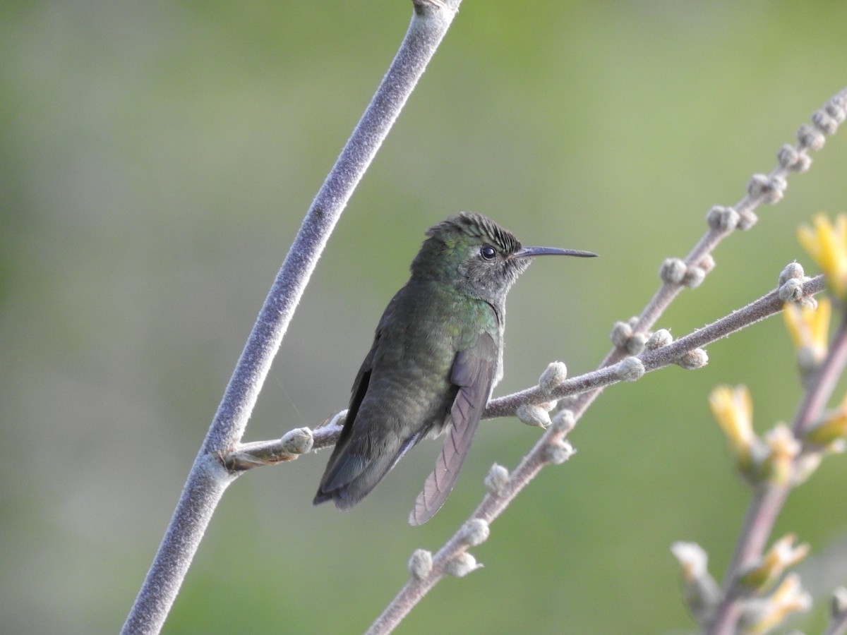 Versicolored Emerald - ML645764037