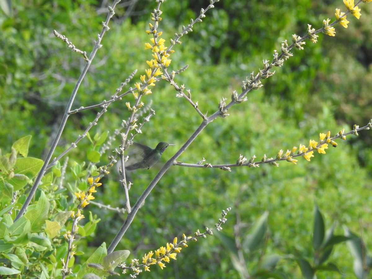 Versicolored Emerald - ML645764038