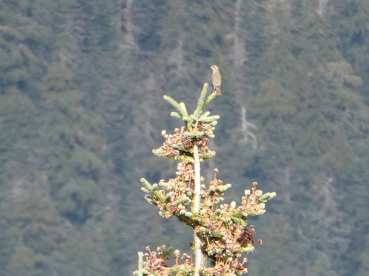 Purple Finch - ML645764045