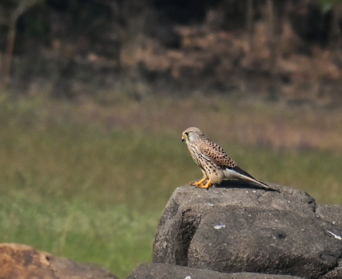 Eurasian Kestrel - ML645764050