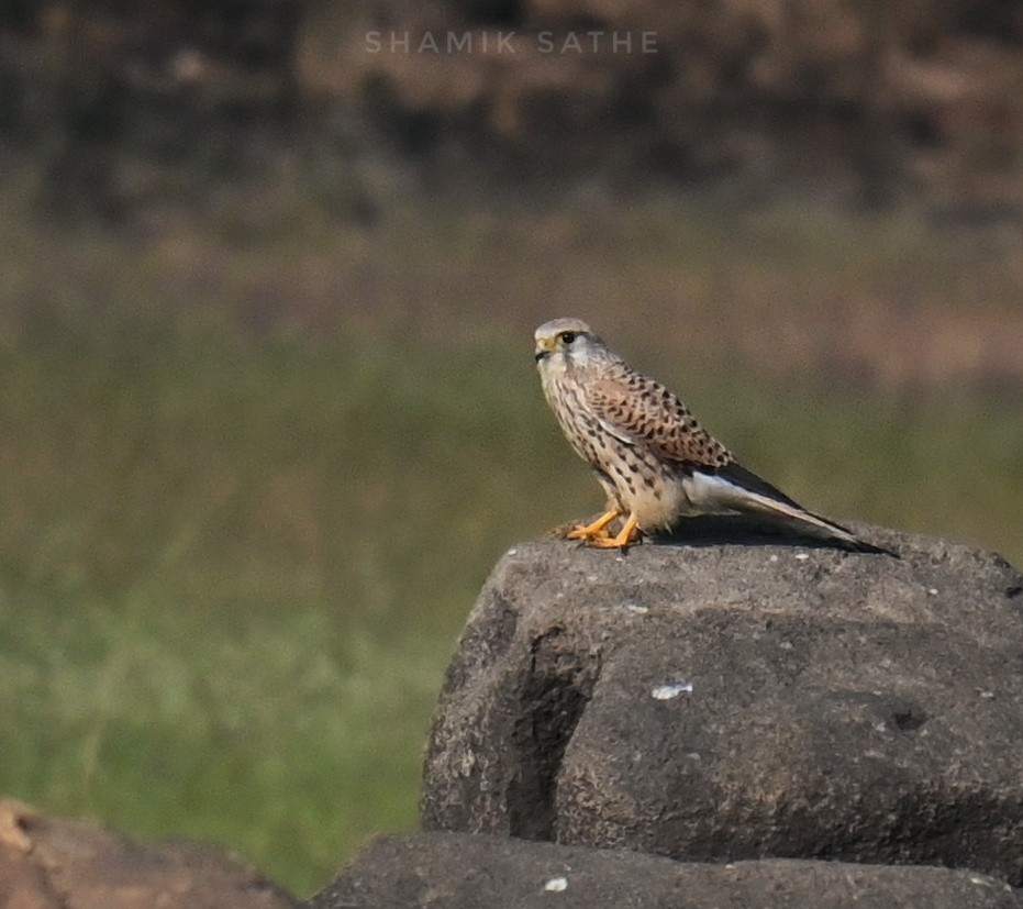Eurasian Kestrel - ML645764051