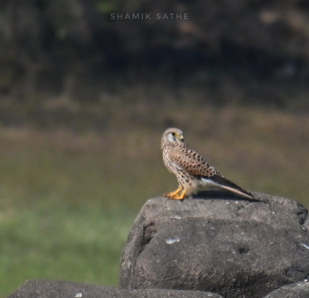 Eurasian Kestrel - ML645764052