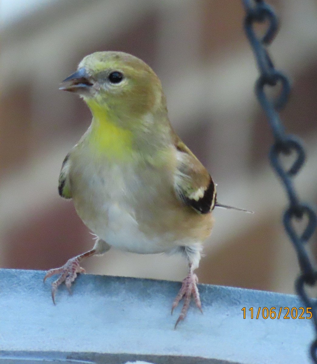 オウゴンヒワ - ML645764058