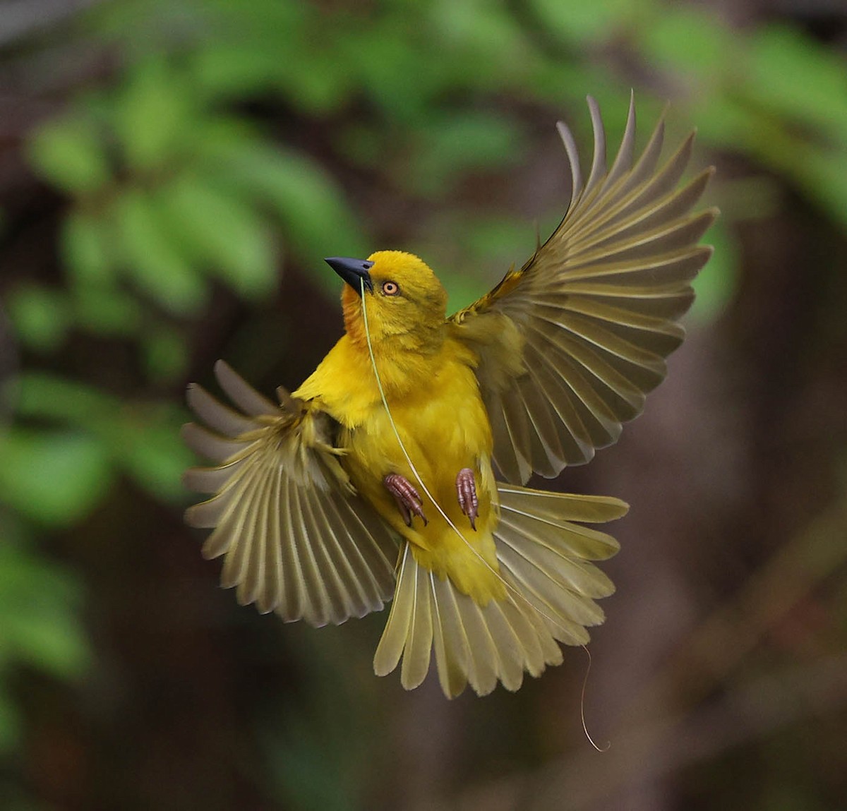 Holub's Golden-Weaver - ML645764059