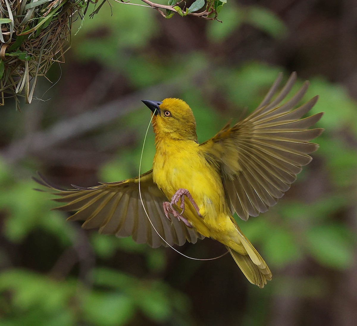 Holub's Golden-Weaver - ML645764060