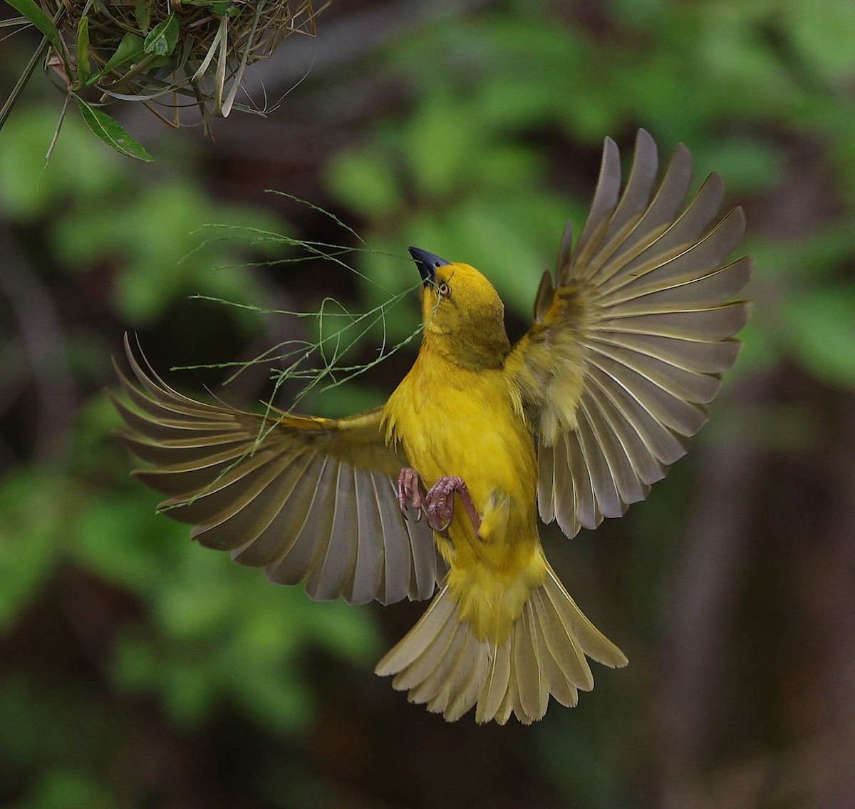 Holub's Golden-Weaver - ML645764061