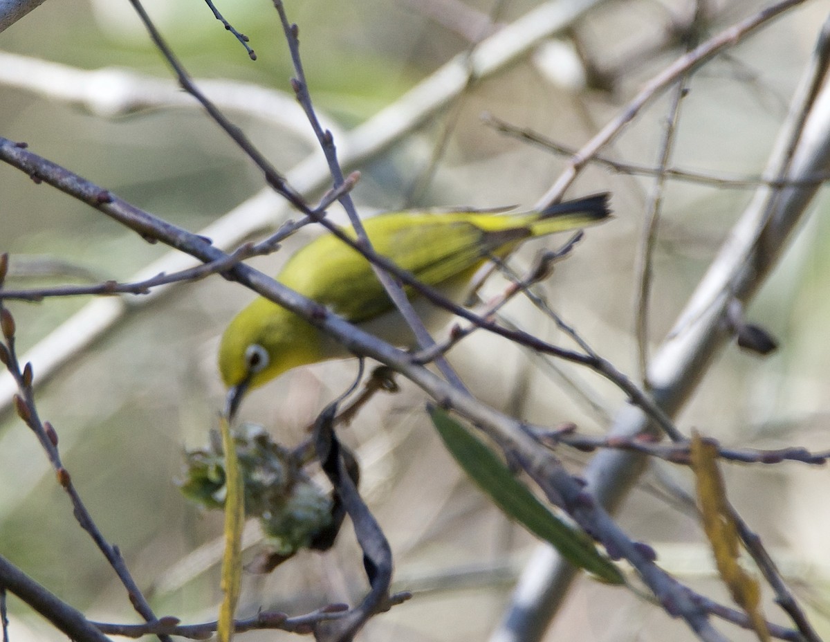 Anteojitos de Swinhoe - ML645764063