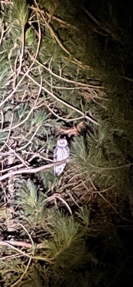 Long-eared Owl - ML645764064