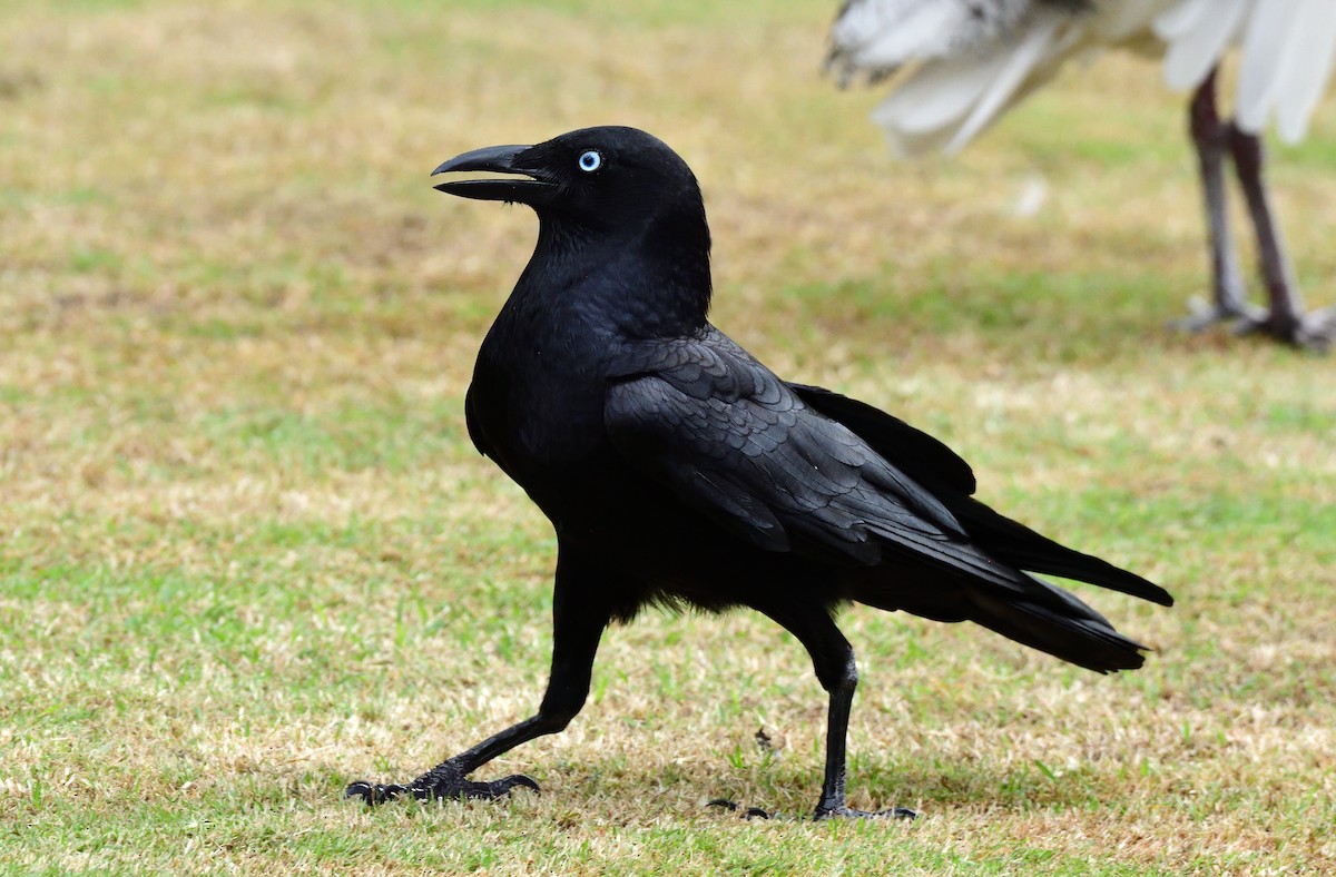 Torresian Crow - ML645764067