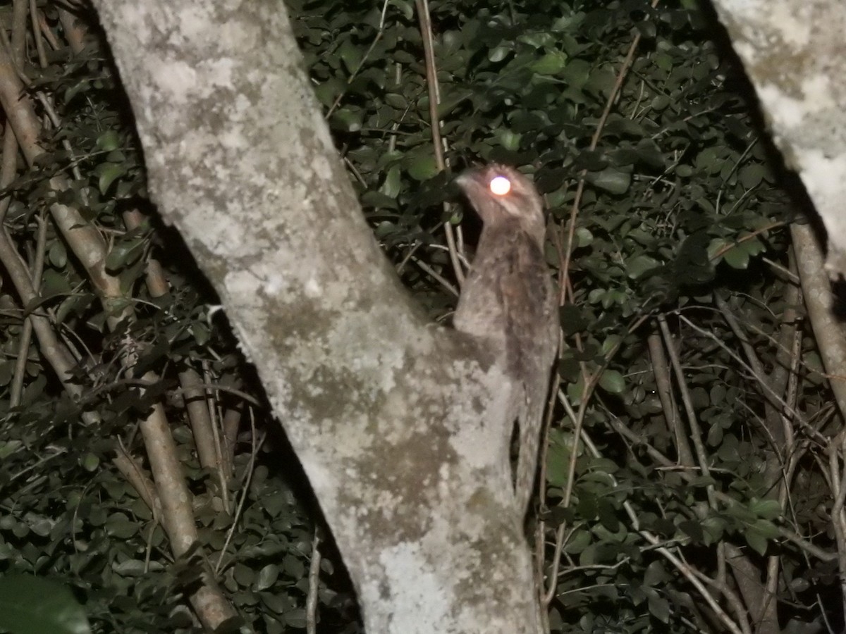 Common Potoo - ML645764072